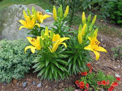 Lilies Not for Me
