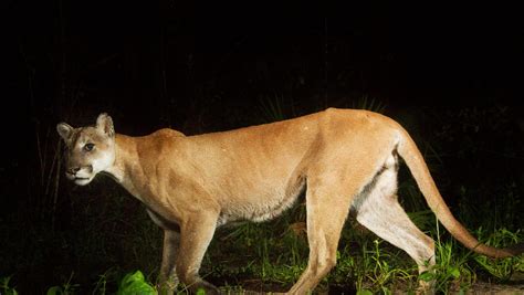 A World Of Endangered Animals 2025 𝚆𝚊𝚝𝚌𝚑 Online
